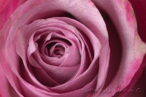 dusty pink rose