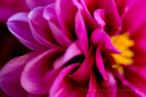 summer dahlia